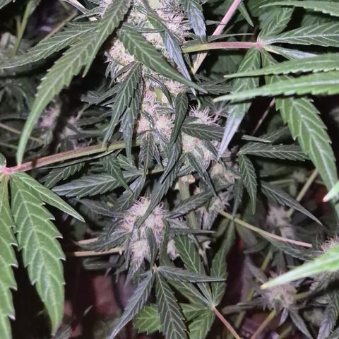🌈 Zkittles auto🌈 growlog timeline photo