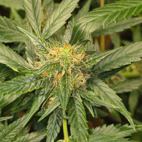 🌈 Zkittles auto🌈 growlog timeline photo