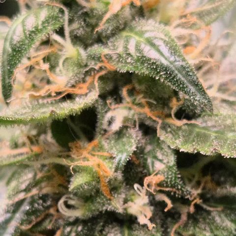🌈 Zkittles auto🌈 growlog timeline photo