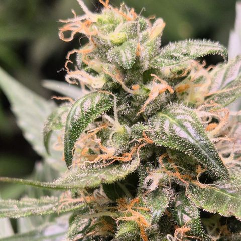 🌈 Zkittles auto🌈 growlog timeline photo