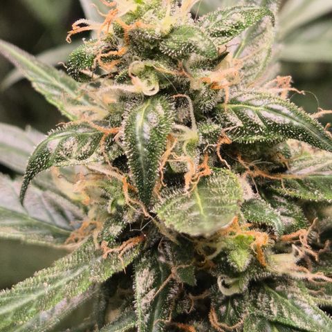 🌈 Zkittles auto🌈 growlog timeline photo