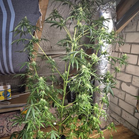 🌅Sherbi photo, blue sunset sherbert, Barneys farm  growlog timeline photo
