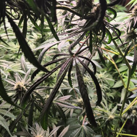 🌅Sherbi photo, blue sunset sherbert, Barneys farm  growlog timeline photo