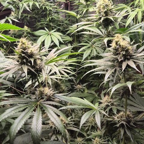 🍍Anna  #1 amnesia lemon  growlog timeline photo