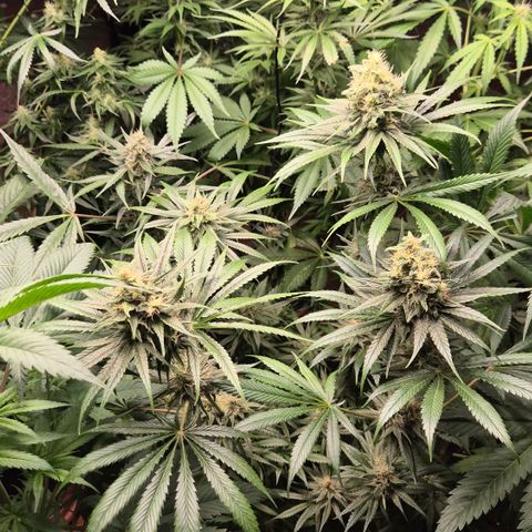 🍍Anna  #1 amnesia lemon  growlog timeline photo
