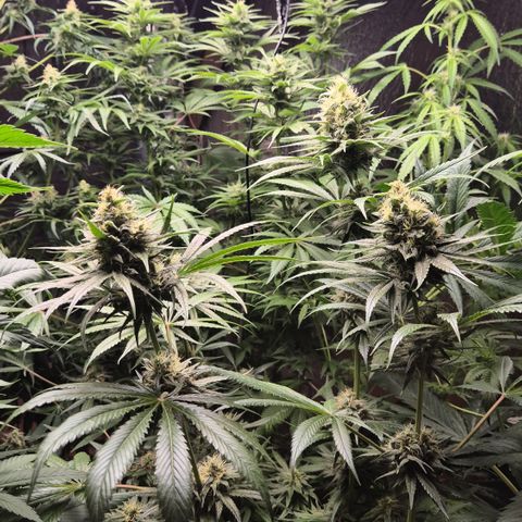 🍍Anna  #1 amnesia lemon  growlog timeline photo