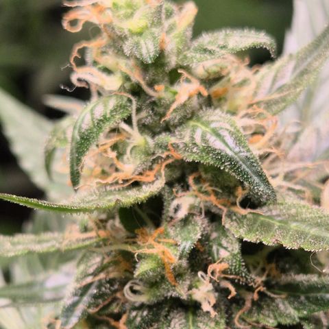🌈 Zkittles auto🌈 growlog timeline photo