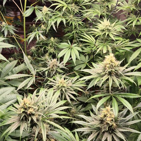 🍍Anna  #1 amnesia lemon  growlog timeline photo