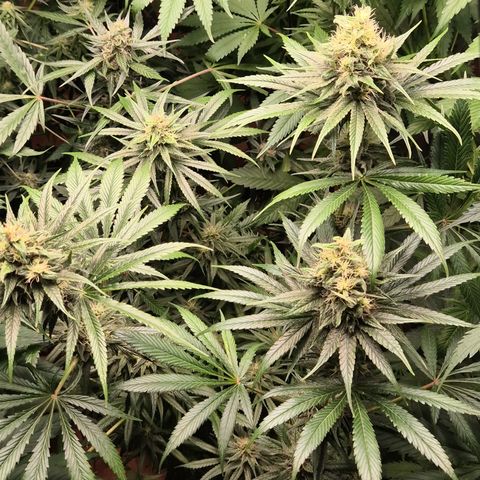 🍍Anna  #1 amnesia lemon  growlog timeline photo