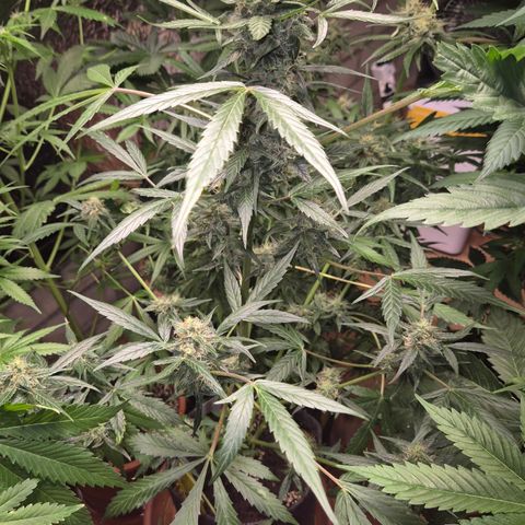 🌈 Zkittles auto🌈 growlog timeline photo