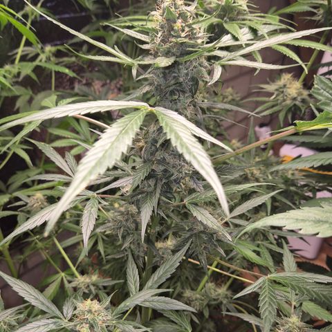 🌈 Zkittles auto🌈 growlog timeline photo