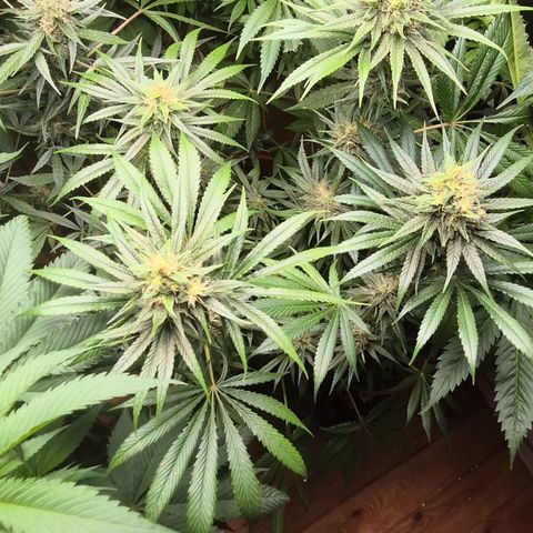 🍍Anna  #1 amnesia lemon  growlog timeline photo