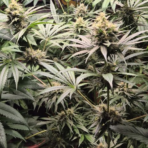 🍍Anna  #1 amnesia lemon  growlog timeline photo