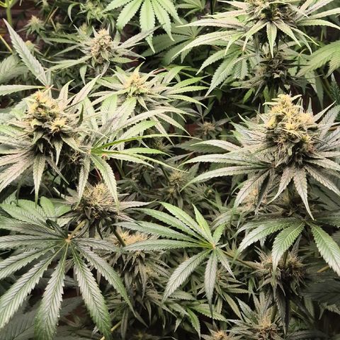 🍍Anna  #1 amnesia lemon  growlog timeline photo