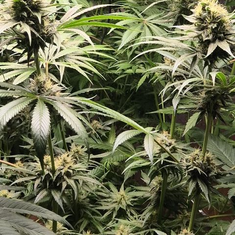 🍍Anna  #1 amnesia lemon  growlog timeline photo