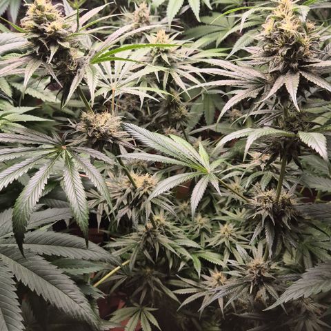 🍍Anna  #1 amnesia lemon  growlog timeline photo