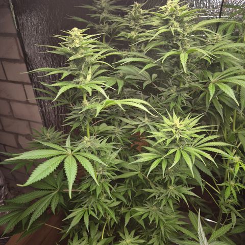 DieAnnas  #2 amnesia lemon/ungedämmter Dachboden growlog timeline photo