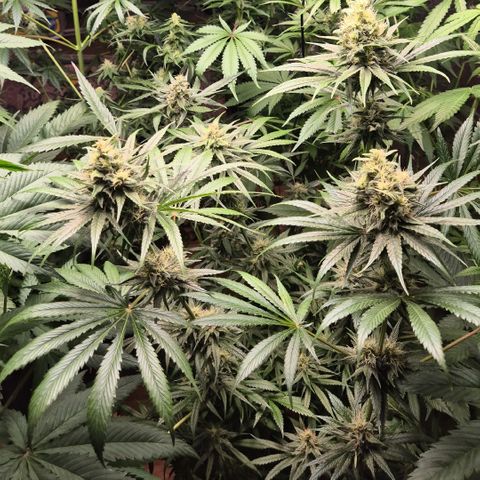 🍍Anna  #1 amnesia lemon  growlog timeline photo