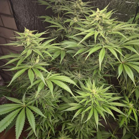 DieAnnas  #2 amnesia lemon/ungedämmter Dachboden growlog timeline photo
