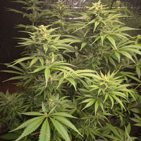 DieAnnas  #2 amnesia lemon/ungedämmter Dachboden growlog timeline photo