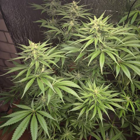 DieAnnas  #2 amnesia lemon/ungedämmter Dachboden growlog timeline photo