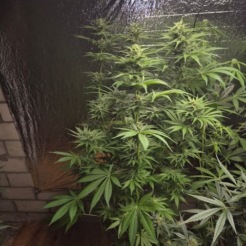 DieAnnas  #2 amnesia lemon/ungedämmter Dachboden growlog timeline photo