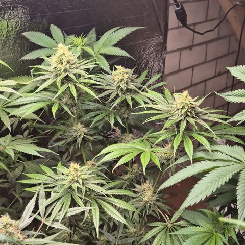 🍍Anna  #1 amnesia lemon  growlog timeline photo