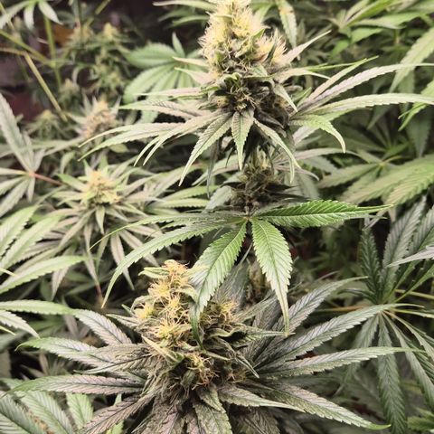 🍍Anna  #1 amnesia lemon  growlog timeline photo