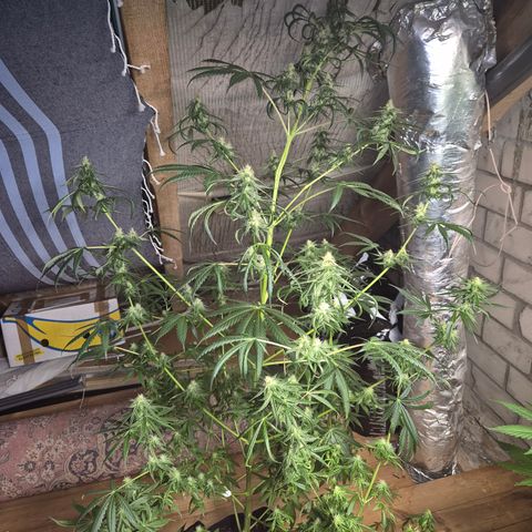 🌅Sherbi photo, blue sunset sherbert, Barneys farm  growlog timeline photo