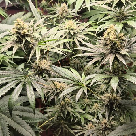 🍍Anna  #1 amnesia lemon  growlog timeline photo