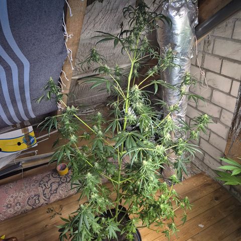 🌅Sherbi photo, blue sunset sherbert, Barneys farm  growlog timeline photo
