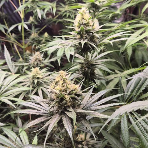 🍍Anna  #1 amnesia lemon  growlog timeline photo