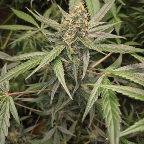 🌈 Zkittles auto🌈 growlog timeline photo