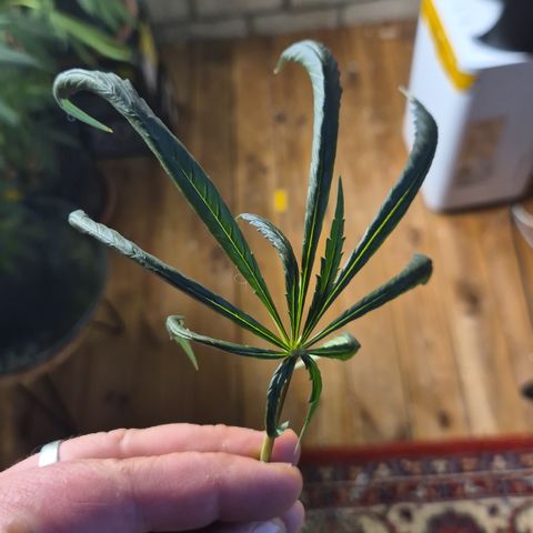 🌅Sherbi photo, blue sunset sherbert, Barneys farm  growlog timeline photo