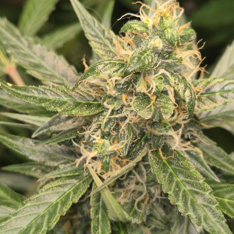🌈 Zkittles auto🌈 growlog timeline photo