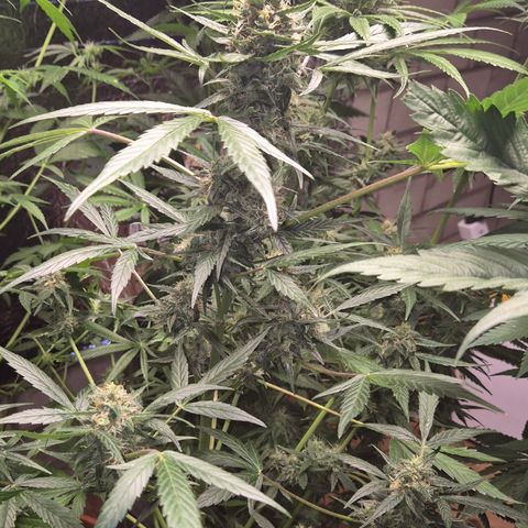 🌈 Zkittles auto🌈 growlog timeline photo