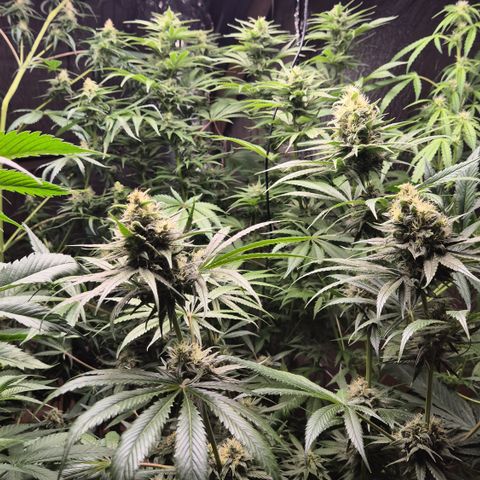 🍍Anna  #1 amnesia lemon  growlog timeline photo
