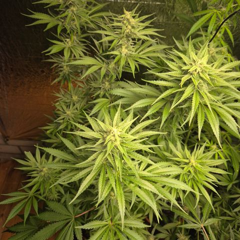 DieAnnas  #2 amnesia lemon/ungedämmter Dachboden growlog timeline photo