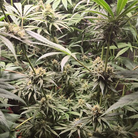 🍍Anna  #1 amnesia lemon  growlog timeline photo
