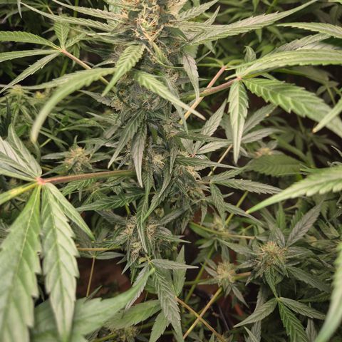 🌈 Zkittles auto🌈 growlog timeline photo