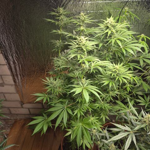 DieAnnas  #2 amnesia lemon/ungedämmter Dachboden growlog timeline photo