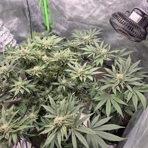 Mimosa evo Photo ♥️ Barney's Farm  growlog timeline photo