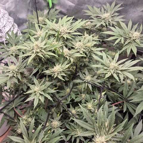 Mimosa evo Photo ♥️ Barney's Farm  growlog timeline photo