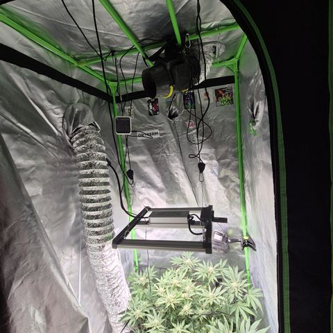 Mimosa evo Photo ♥️ Barney's Farm  growlog timeline photo