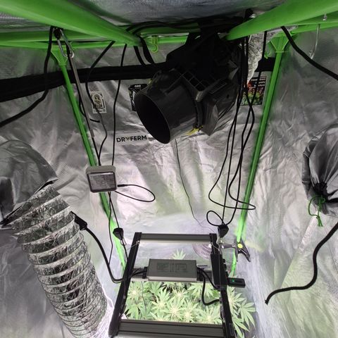 Mimosa evo Photo ♥️ Barney's Farm  growlog timeline photo