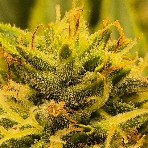 Mimosa evo Photo ♥️ Barney's Farm  growlog timeline photo