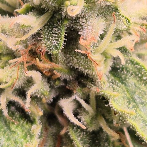 Mimosa evo Photo ♥️ Barney's Farm  growlog timeline photo