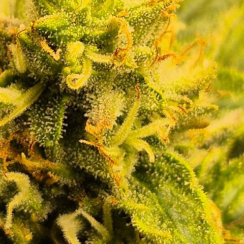 Mimosa evo Photo ♥️ Barney's Farm  growlog timeline photo