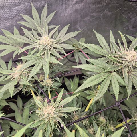 Mimosa evo Photo ♥️ Barney's Farm  growlog timeline photo