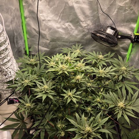 Mimosa evo Photo ♥️ Barney's Farm  growlog timeline photo